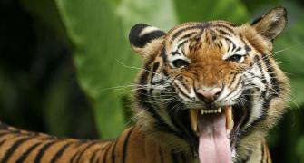 Zoos on 'highest' alert after US tiger gets COVID-19
