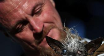Meet Sweepee Rambo -- the world's ugliest dog