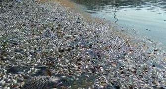Thousands of dead fish surface at Bengaluru's Ulsoor Lake