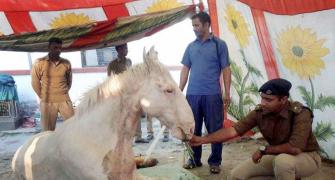 Horse thrashing row: BJP worker arrested for assaulting 'Shaktiman'