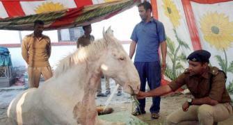 Uttarakhand BJP MLA: 'I was not there when the horse fell'