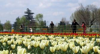 PHOTOS: Welcome to the Valley of Tulips
