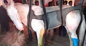 BJP MLA, accused of attacking horse 'Shaktiman', granted bail