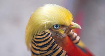 Meet 'Trump bird', China's latest sensation