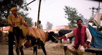Cash crisis hits Asia's largest cattle fair