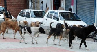 In Kerala, a discount on air guns to deal with stray dogs