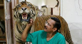 Meet India's only practising taxidermist