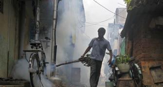 Stung! Delhi records 387 cases of dengue in 10 days