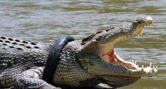 6-year-old braveheart beats crocodile with stick, saves friend