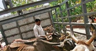 Man killed by gau rakshaks was a dairy farmer, not cattle smuggler