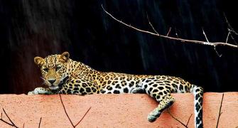 Humans vs leopards: Whose home is it?