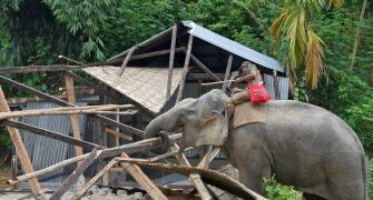 PHOTOS: When elephants turned bulldozers