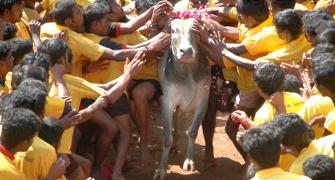 Question is, can jallikattu be allowed in any form: SC