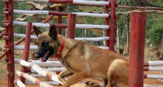CRPF's valiant dog 'Pluto' martyred in IED blast in Chhattisgarh