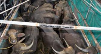 Delhi: 6 men thrashed for transporting buffaloes