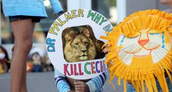 Son of Cecil the lion killed by trophy hunter