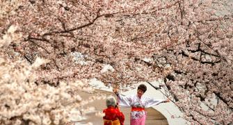 With cherry blossoms in bloom, Washington is the place to see