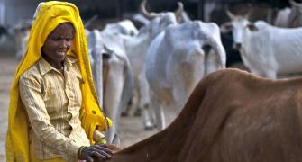 In Gujarat, it will be life imprisonment for cow slaughter