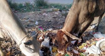 Waiting for 'rakshaks', cows are choking on plastic