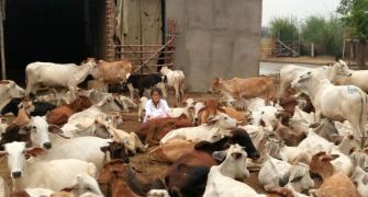 Assam gets cattle bill amid cries of Jai Shri Ram