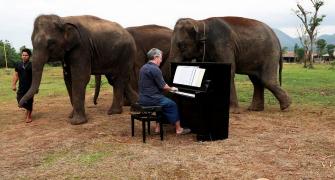 PHOTOS: Meet the pianist for elephants