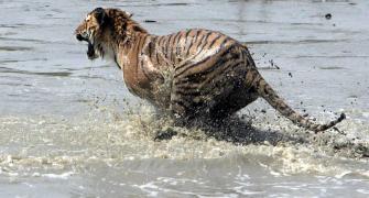 'Tiger state' MP records maximum big cat deaths