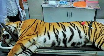 Maha govt sets up panel to probe killing of tigress Avni