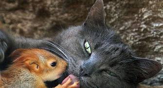 Unusual animal friendships that will melt your heart