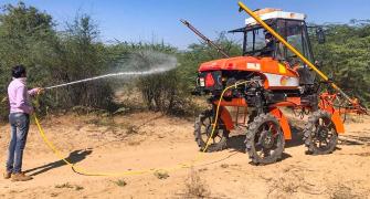 Gujarat battles worst locust attack