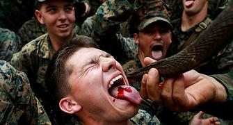 Why are these soldiers drinking a cobra's blood?