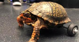 Turtle who lost both back legs gets rolling!