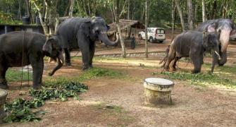 Inside India's first ever elephant rehab centre