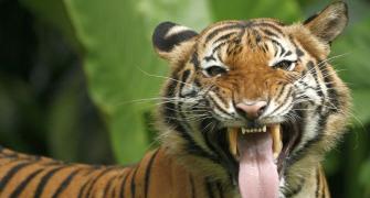 With 3,000 tigers India one of the safest habitats: PM