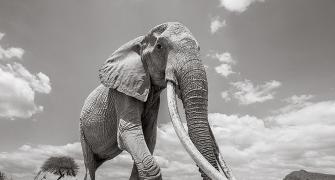 PHOTOS: Incredibly rare 'Elephant Queen' in Kenya