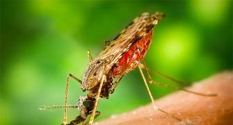 COVID-19 is not transmitted by mosquitoes, study shows