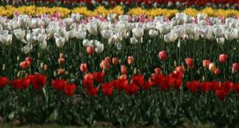 Asia's largest tulip garden shut due to COVID-19
