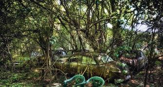 The beauty of abandoned cars