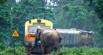 SNAPPED! When an elephant missed a train by inches