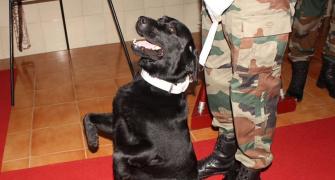Meet Vida and Sophie, army dogs PM Modi spoke about