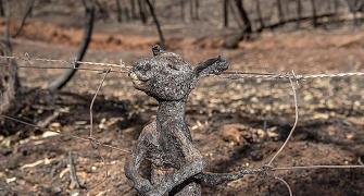 Burned alive: Hearbreaking images of Australian fires