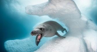 These are the best underwater photos of the year!