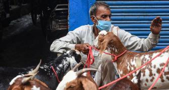 COVID-19 turns Eid insipid for goat sellers