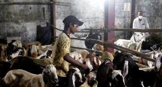 'Bakri Eid is a day away and there is such confusion'