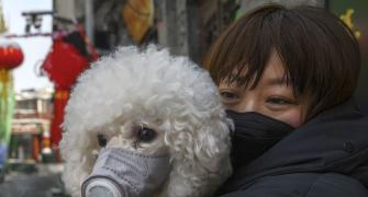 Pet dog first human-to-animal coronavirus case