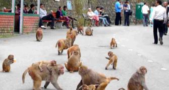 Shimla sees return of monkeys as lockdown eases