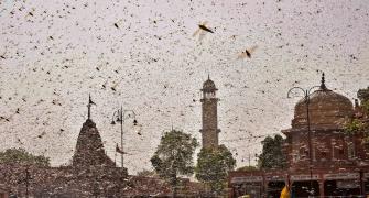 Swarms of locusts enter Jaipur residential areas