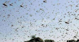 Maha, UP, MP target locusts; more invasions predicted