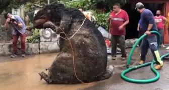 'Giant rat' found in Mexico drain, video goes viral