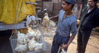 No report of bird flu transmission to humans: Giriraj