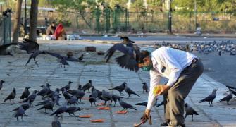Over 1,000 bird deaths reported, govt issues advisory
